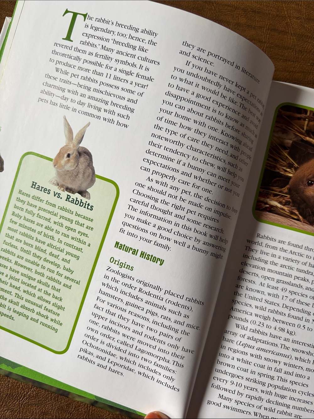 Animal Planet- Rabbits Book - Picture 4 of 6
